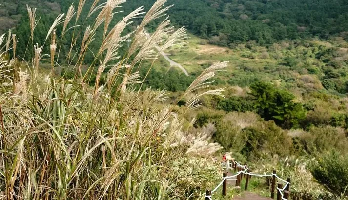 제주 큰노꼬메오름 억새 / 사진=제주 공식블로그 천건엽