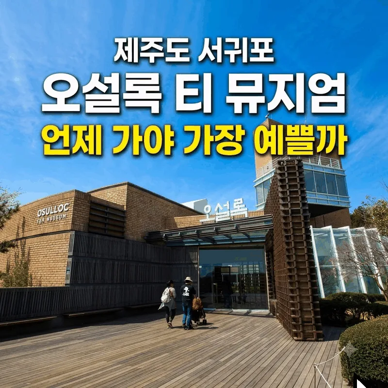 제주도 서귀포 오설록 티 뮤지엄 언제 가야 가장 예쁠까