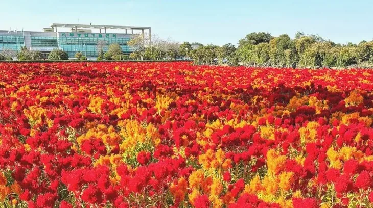 맨드라미 / 사진=제주특별자치도 공식블로그 최지우