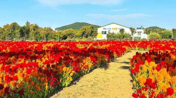 맨드라미 꽃밭 / 사진=제주특별자치도 공식블로그 최지우