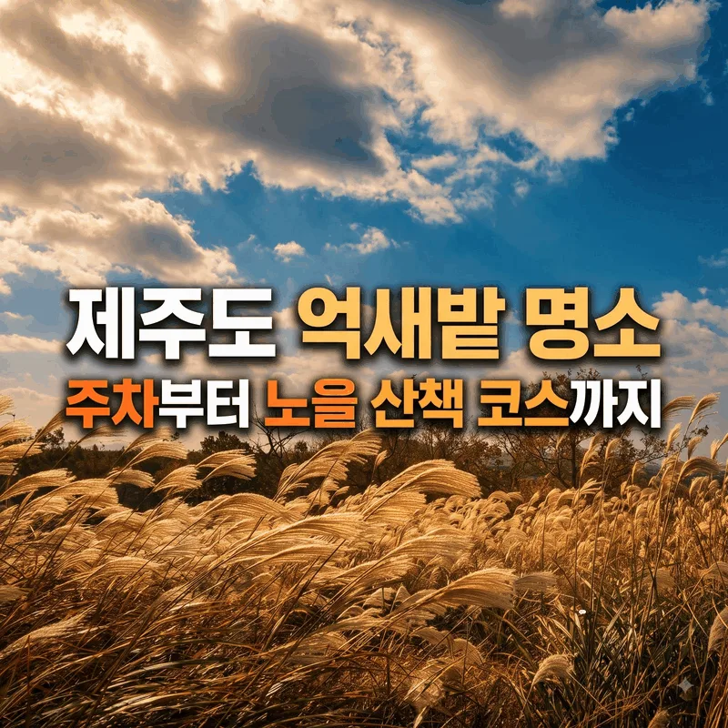 제주도 억새밭 명소 주차부터 노을 산책 코스까지