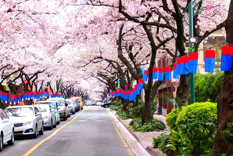 전농로 왕벚꽃축제 /사진=게티이미지뱅크