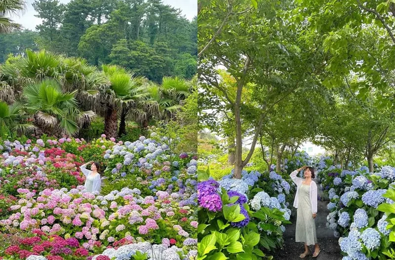 현애원 수국축제 /사진=온라인커뮤니티