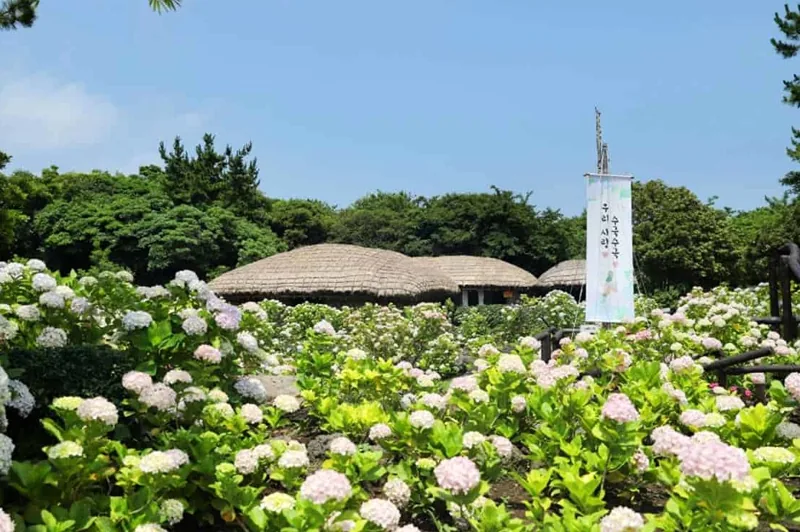 민속촌 수국축제 /사진=온라인커뮤니티