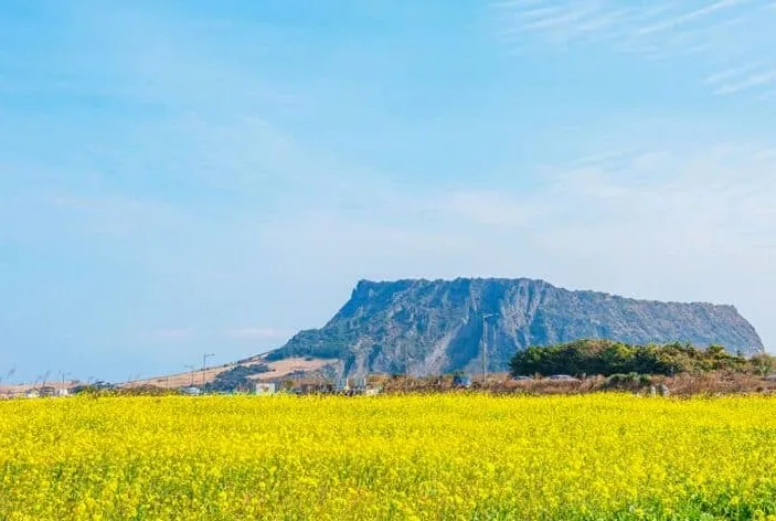 성산 유채꽃재배단지 / 사진=게티이미지뱅크