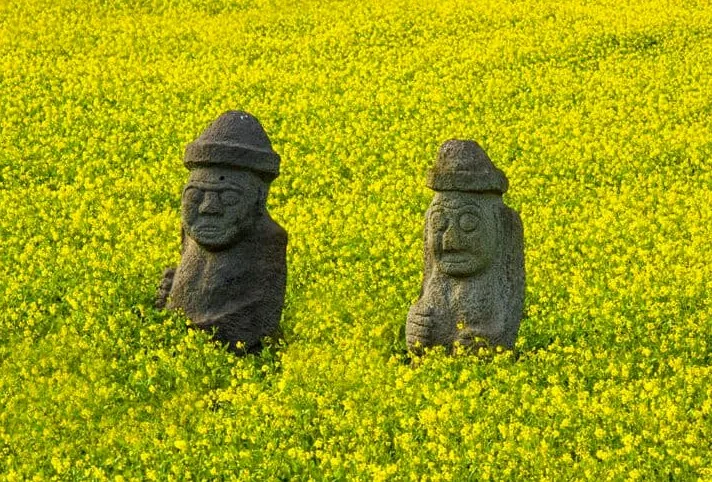 성산 유채꽃밭 / 사진=게티이미지뱅크