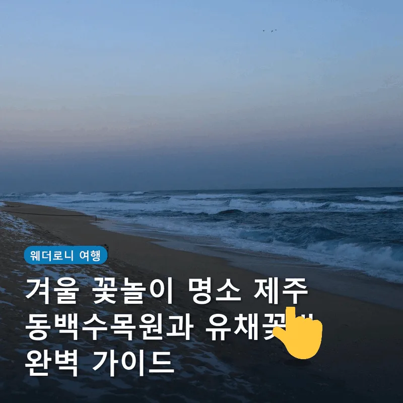 겨울 꽃놀이 명소 제주 동백수목원과 유채꽃밭 완벽 가이드