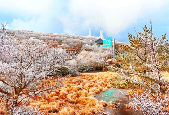 1100고지습지 겨울 풍경 / 사진=온라인커뮤니티