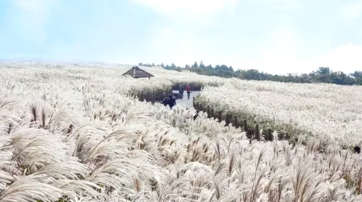 산굼부리 억새 / 사진=비짓제주