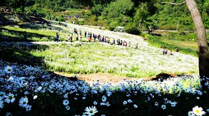 구절초 지방정원 풍경 / 사진=전북문화관광