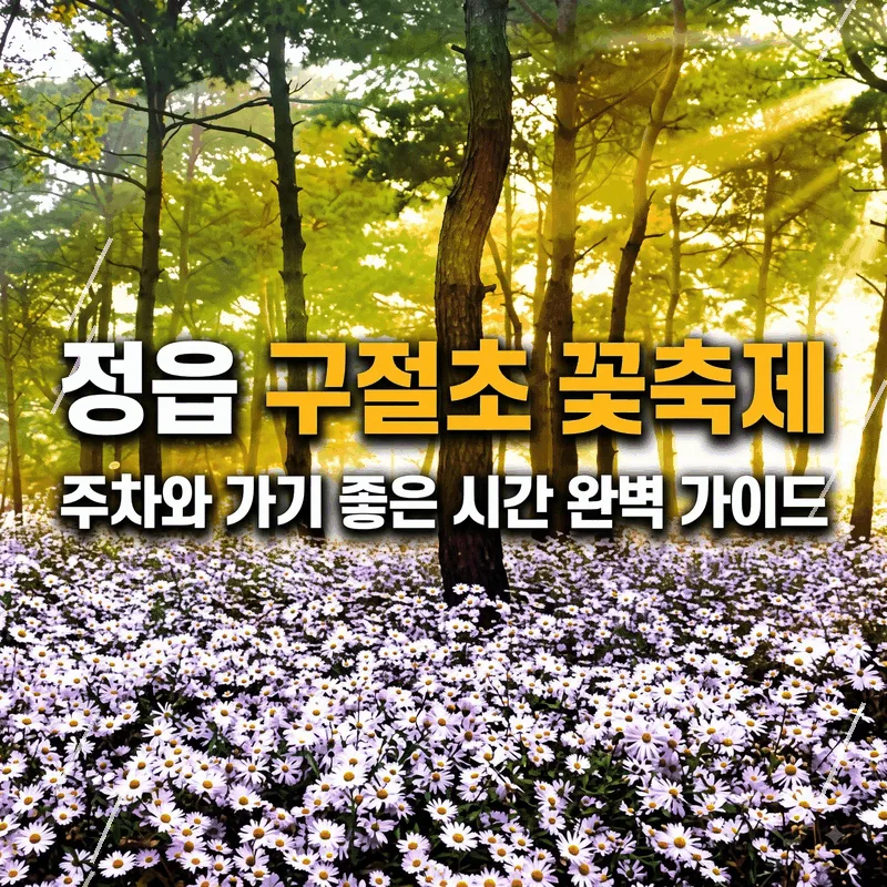 정읍 구절초 꽃축제 주차와 가기 좋은 시간 완벽 가이드