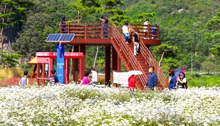 정읍 구절초 축제 모습 / 사진=정읍시 공식 블로그