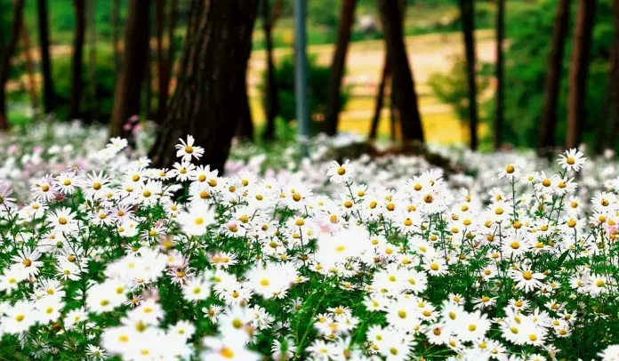 구절초 / 사진=게티이미지뱅크