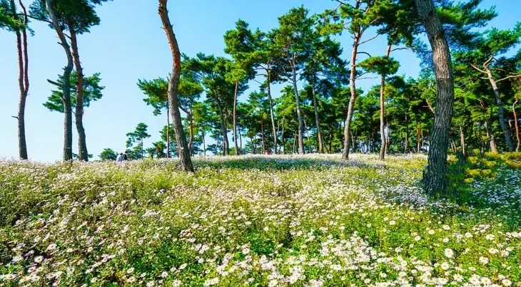 정읍 구절초 지방정원 풍경 / 사진=게티이미지뱅크