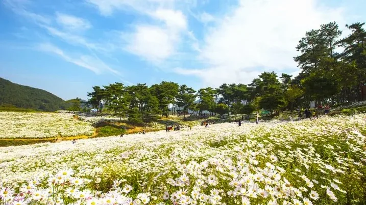 정읍 구절초 지방정원 / 사진=게티이미지뱅크