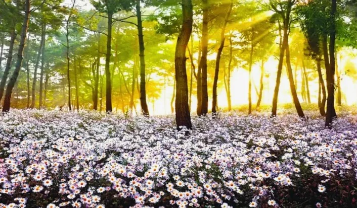 정읍 구절초 / 사진=투어전북