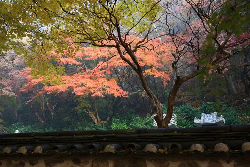 내장사