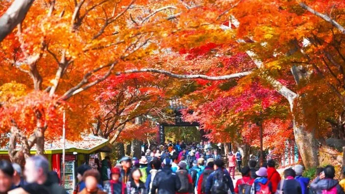 내장산 단풍 / 사진=ⓒ한국관광공사 두드림
