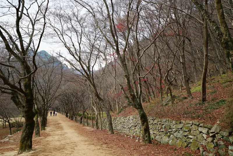 내장사