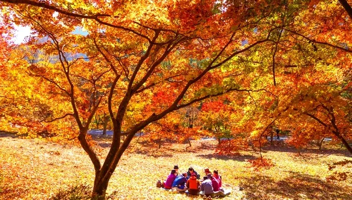 내장산 단풍놀이 / 사진=게티이미지뱅크