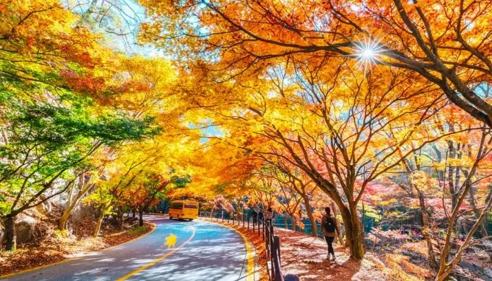 내장산 단풍 터널 / 사진=전북특별자치도 공식 블로그