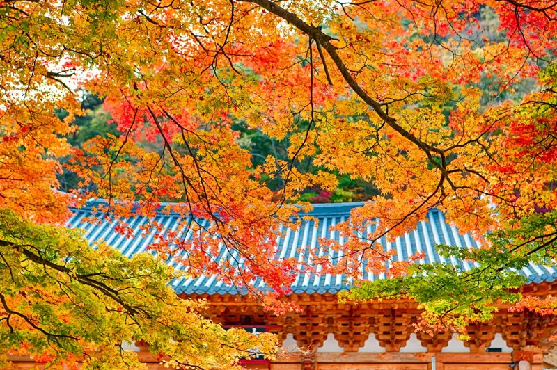 내장사