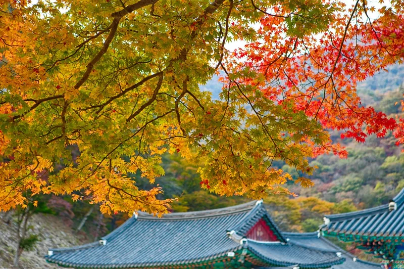 내장사
