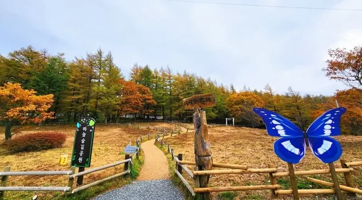 만항재 하늘숲길공원 / 사진=강원특별자치도 공식 블로그 허지원