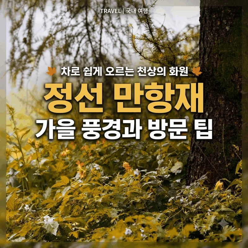 차로 쉽게 오르는 천상의 화원, 정선 만항재 가을 풍경과 방문 팁