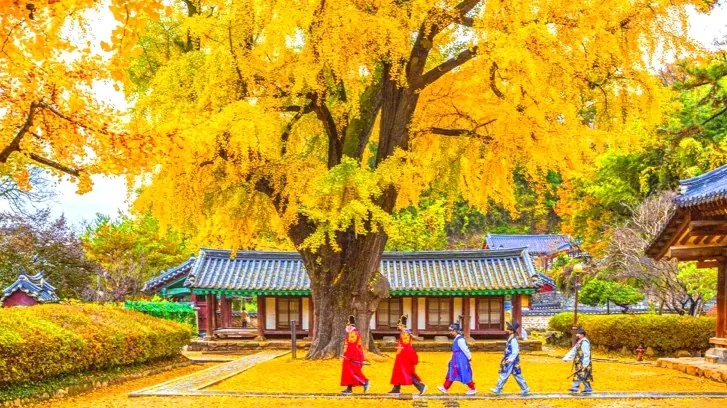 전주향교 은행나무 / 사진=ⓒ한국관광공사 강미선