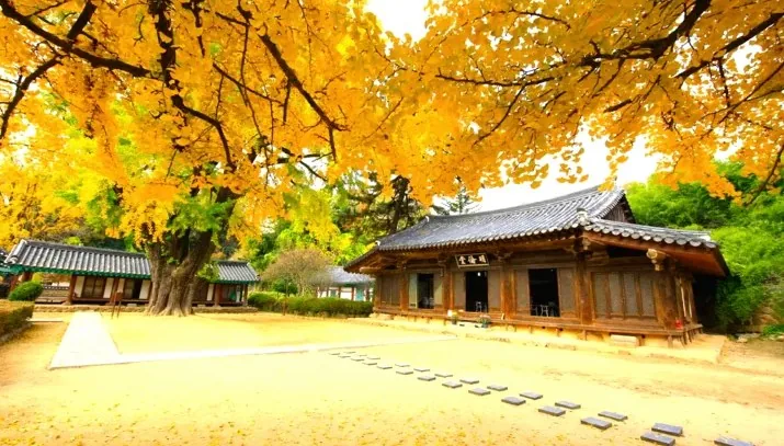 명륜당 은행나무 / 사진=게티이미지뱅크