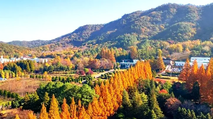 산림연구원 가을 풍경 / 사진=한국관광콘텐츠랩