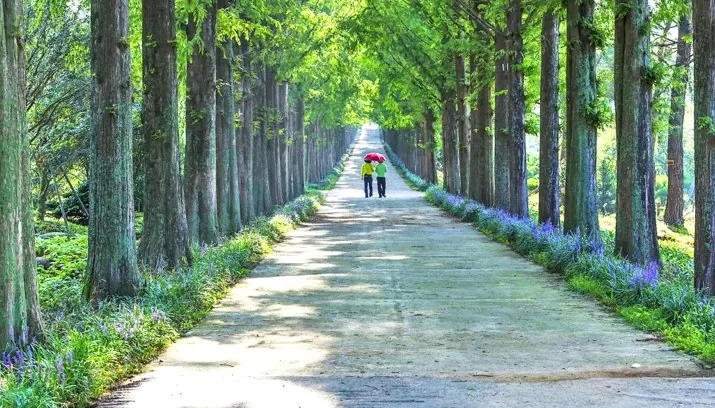 산림연구원 메타세쿼이아길 / 사진=게티이미지뱅크