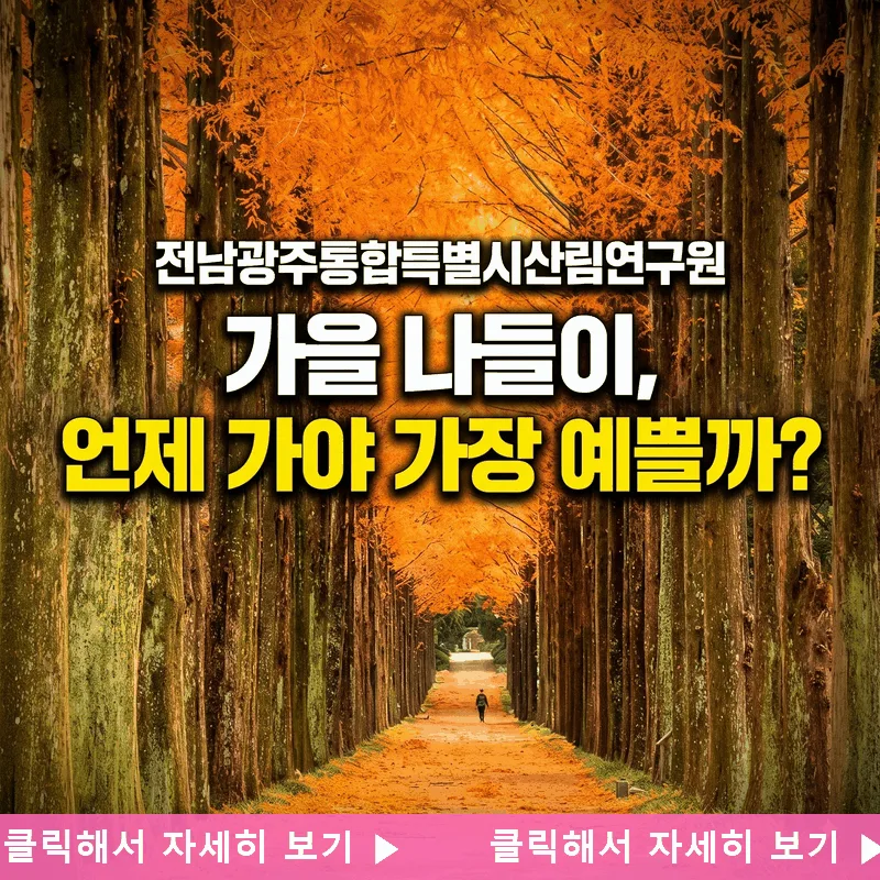 전남광주통합특별시산림연구원 가을 나들이, 언제 가야 가장 예쁠까?