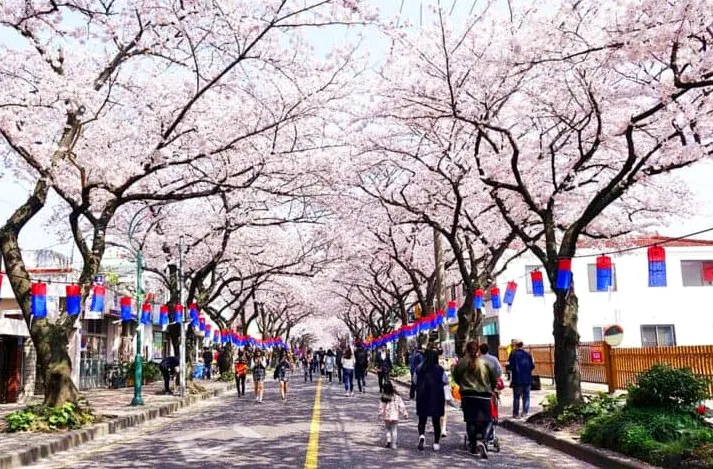 제주 전농로 왕벚꽃 축제 / 사진=비짓 제주