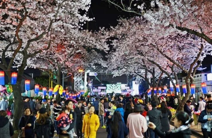 제주 전농로 벚꽃길 밤 / 사진=비짓 제주