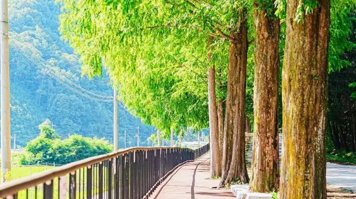 부귀 메타세쿼이아길 산책로 / 사진=한국관광콘텐츠랩