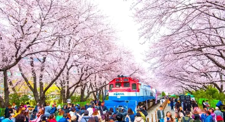 진해군항제 모습 / 사진=한국관광공사 라이브스튜디오