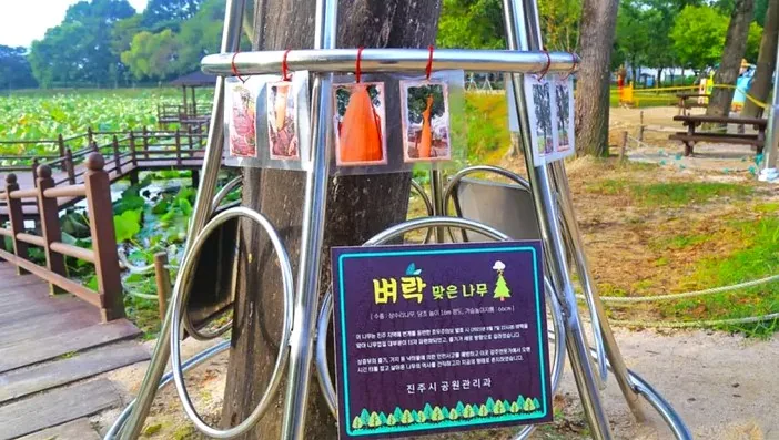 벼락 맞은 나무 / 사진=경상남도 공식블로그 윤근애