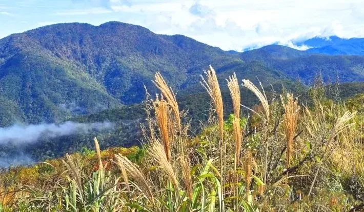 지리산 노고단 억새 모습 / 사진=지리산국립공원 전남사무소