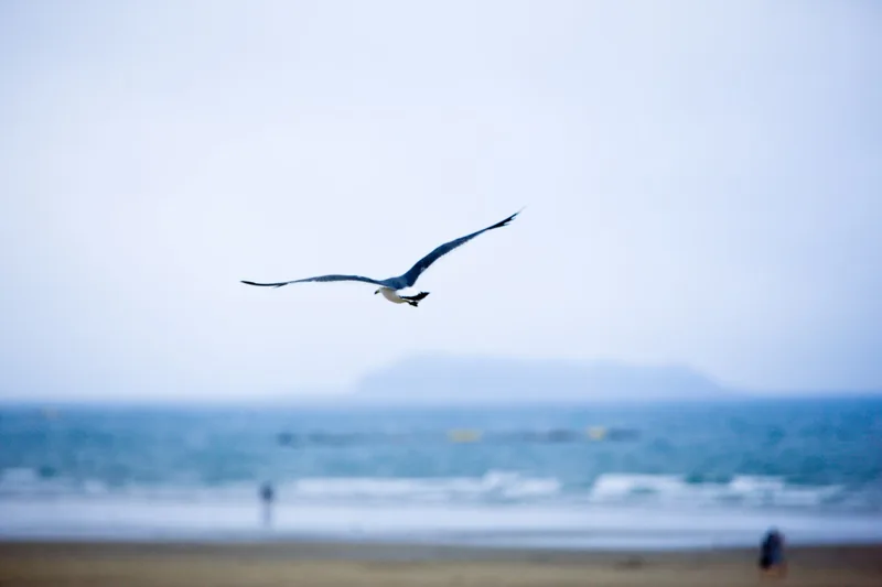 꽃지해수욕장