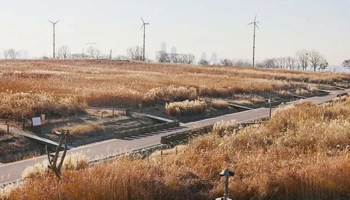 하늘공원 억새 모습 / 사진=서울시