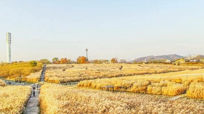 하늘공원 억새 풍경 / 사진=게티이미지뱅크