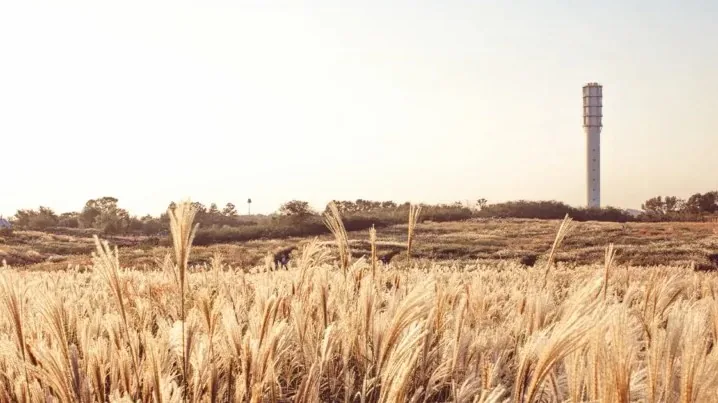 하늘공원 억새 / 사진=게티이미지뱅크