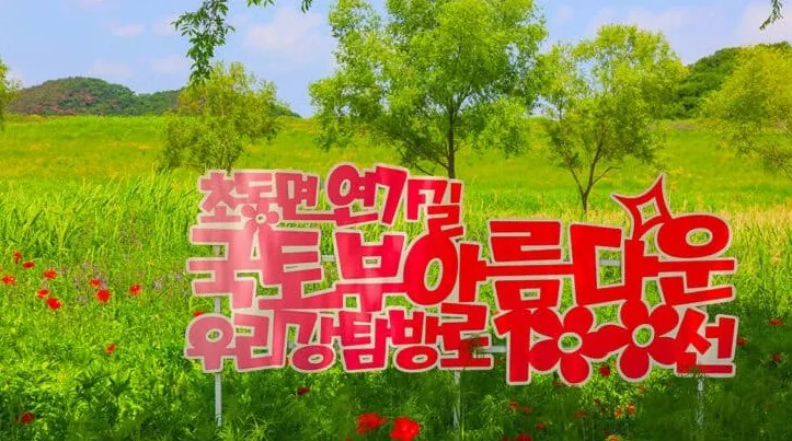 초동 연가길 양귀비 / 사진=밀양 공식블로그 박은희