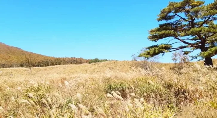 재약산 사자평 억새 / 사진=경상남도 공식 블로그 김해록