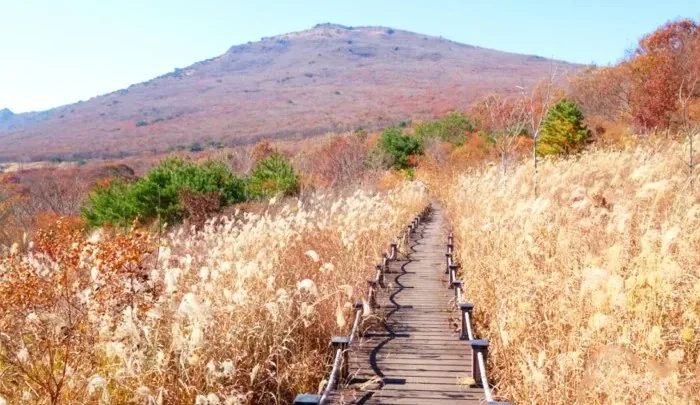 밀양 재약산 사자평 / 사진=경상남도 공식 블로그 김해록
