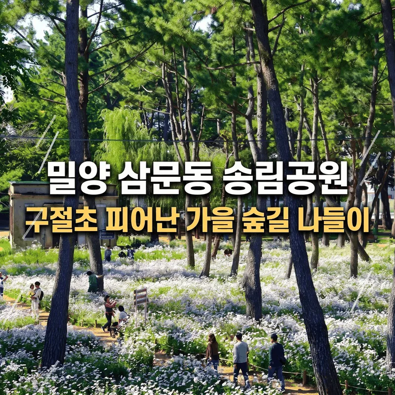 밀양 삼문동 송림공원 구절초 피어난 가을 숲길 나들이