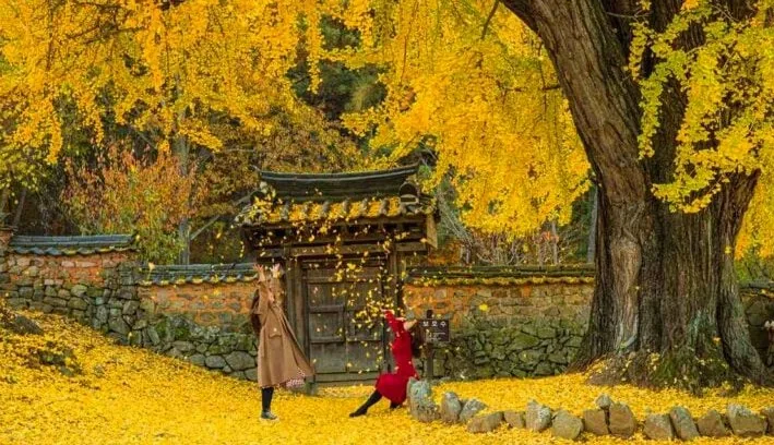 금시당 은행나무 풍경 / 사진=한국관광공사 신영미