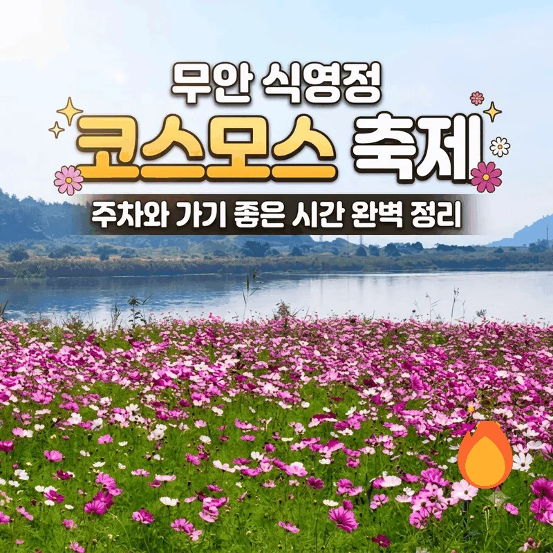 무안 식영정 코스모스 축제 주차와 가기 좋은 시간 완벽 정리
